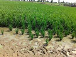 L’Office du Niger: plus de 120 millions de FCFA carottés